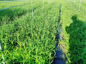 Verbena bonariensis geen maat specificatie 0,55L/P9cm - afbeelding 16