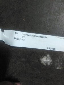 Verbena bonariensis geen maat specificatie 0,55L/P9cm - afbeelding 13