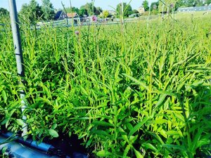 Verbena bonariensis geen maat specificatie 0,55L/P9cm - afbeelding 17