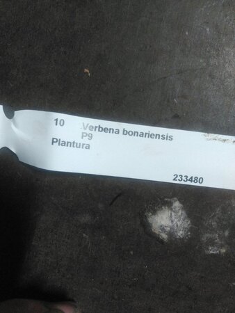 Verbena bonariensis geen maat specificatie 0,55L/P9cm - afbeelding 9