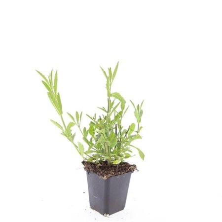 Verbena bonariensis geen maat specificatie 0,55L/P9cm - afbeelding 5