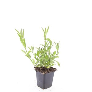 Verbena bonariensis geen maat specificatie 0,55L/P9cm - afbeelding 5