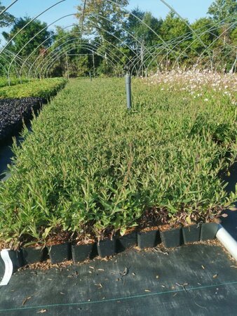 Verbena bonariensis geen maat specificatie 0,55L/P9cm - afbeelding 10