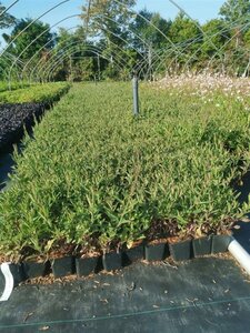 Verbena bonariensis geen maat specificatie 0,55L/P9cm - afbeelding 12