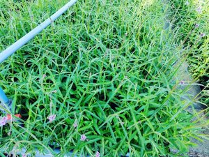 Verbena bonariensis geen maat specificatie 0,55L/P9cm - afbeelding 18