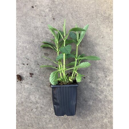 Verbena bonariensis geen maat specificatie 0,55L/P9cm - afbeelding 20