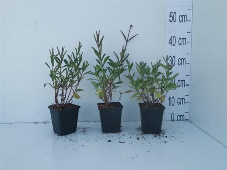 Verbena bonariensis geen maat specificatie 0,55L/P9cm - afbeelding 2