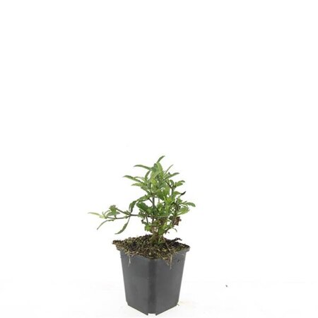 Verbena bonariensis geen maat specificatie 0,55L/P9cm - afbeelding 7