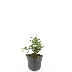 Verbena bonariensis geen maat specificatie 0,55L/P9cm - afbeelding 7