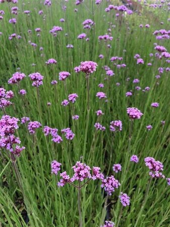 Verbena bonariensis geen maat specificatie 0,55L/P9cm - afbeelding 23
