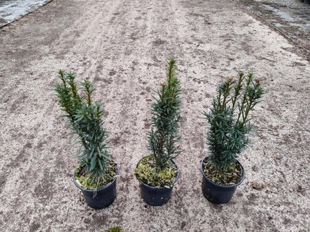 Verbena bonariensis geen maat specificatie 0,55L/P9cm - afbeelding 3