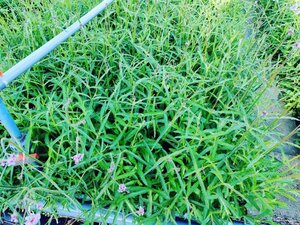 Verbena bonariensis geen maat specificatie 0,55L/P9cm - afbeelding 19