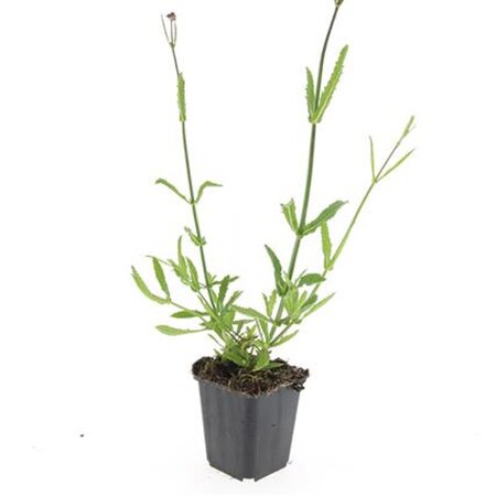 Verbena bonariensis geen maat specificatie 0,55L/P9cm - afbeelding 8