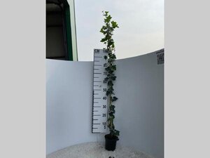 Hedera hibernica 125-150 cm cont. 1,5L met stok