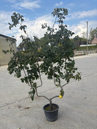 Cydonia o. 'Portugal' geen maat specificatie cont. 20L dubbele u vorm