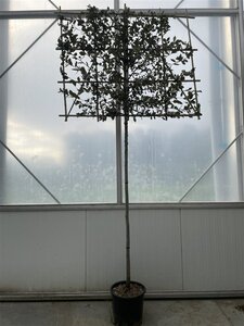 Quercus ilex 10-12 STA cont. 25L screen,br150xh120 180 cm stem