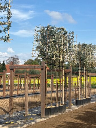 Quercus ilex 10-12 STA cont. 25L screen,br120xh120 180 cm stem - image 1