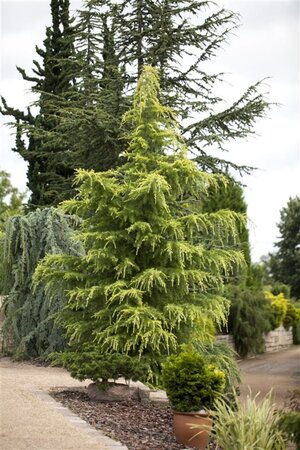 Cedrus deodara 175-200 cm met kluit - afbeelding 1