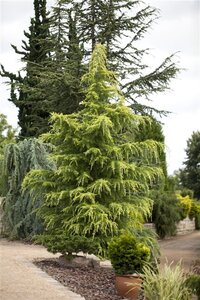 Cedrus deodara 175-200 cm met kluit