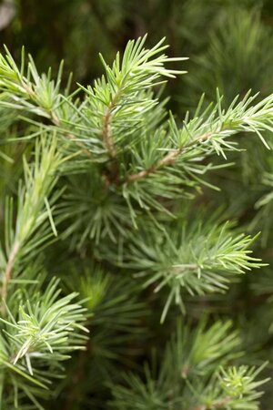 Cedrus deodara 175-200 cm met kluit - afbeelding 2