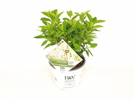 Hydrangea pan. Little Lime 30-40 cm cont. 3,0L - afbeelding 1