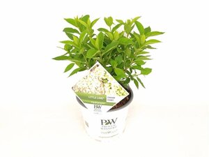 Hydrangea pan. Little Lime 30-40 cm cont. 3,0L