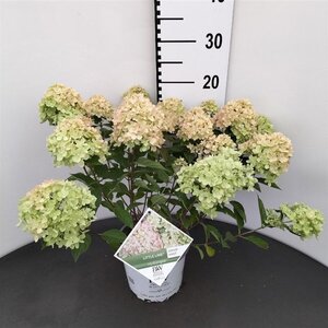 Hydrangea pan. Little Lime 30-40 cm cont. 3,0L - afbeelding 3