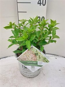 Hydrangea pan. Little Lime 30-40 cm cont. 3,0L - afbeelding 2