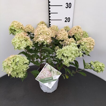 Hydrangea pan. Little Lime 30-40 cm cont. 3,0L - afbeelding 5