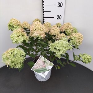 Hydrangea pan. Little Lime 30-40 cm cont. 3,0L - afbeelding 5