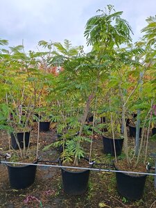 Albizia julibrissin 200-250 cm cont. 70L meerstammig