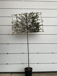 Quercus ilex 12-14 Hoogstam cont. 30L SCHERM,br150xh150 180 cm stam