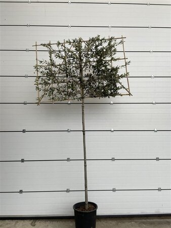 Quercus ilex 12-14 STA cont. 30L screen,br150xh150 180 cm stem