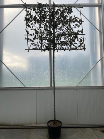 Quercus ilex 12-14 STA cont. 30L screen,br150xh120 180 cm stem