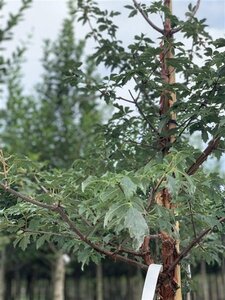 Acer griseum 200-250 cm draadkluit meerstammig - afbeelding 3
