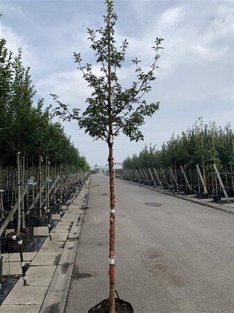 Acer griseum 200-250 cm draadkluit meerstammig - afbeelding 4