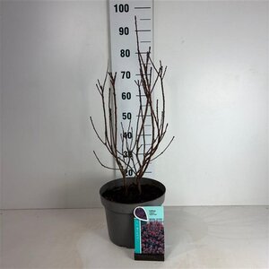 Cotinus cog. 'Royal Purple' 50-60 cm cont. 10L - afbeelding 2