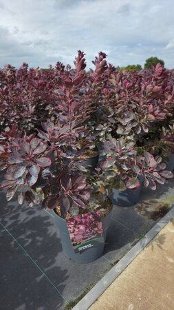 Cotinus cog. 'Royal Purple' 50-60 cm cont. 10L - afbeelding 1