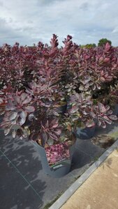Cotinus cog. 'Royal Purple' 50-60 cm cont. 10L