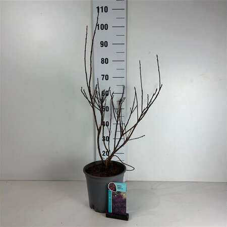 Cotinus cog. 'Royal Purple' 50-60 cm cont. 6,5L
