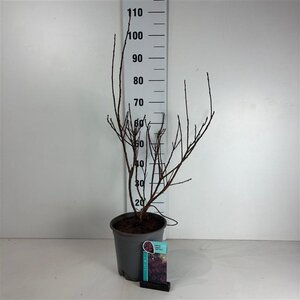 Cotinus cog. 'Royal Purple' 50-60 cm cont. 6,5L