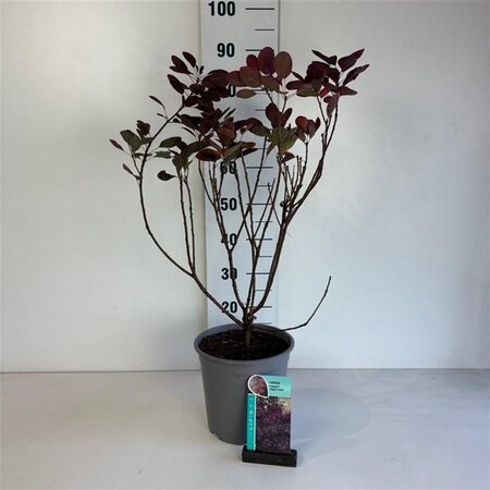 Cotinus cog. 'Royal Purple' 50-60 cm cont. 6,5L