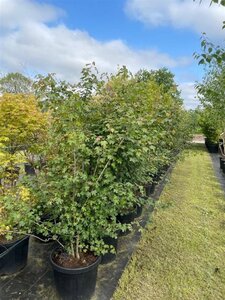 Acer campestre 175-200 cm cont. 45L meerstammig