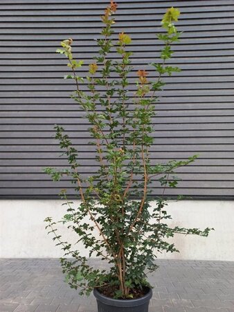 Acer campestre 175-200 cm cont. 45L meerstammig