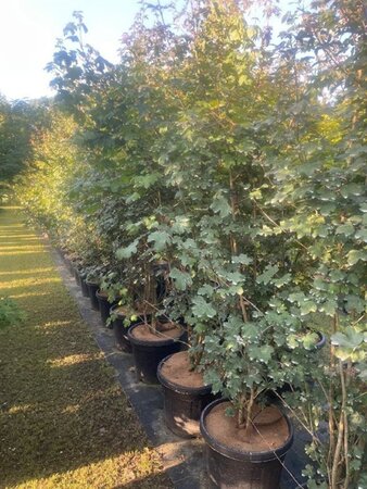 Acer campestre 200-225 cm cont. 45L meerstammig