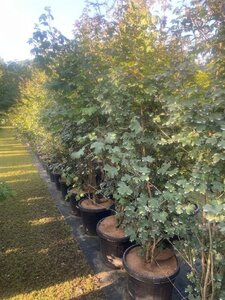 Acer campestre 200-225 cm cont. 45L multi-stem