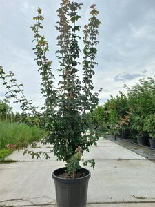 Acer campestre 200-250 cm cont. 45L meerstammig solitair
