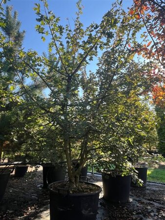 Acer campestre 250-300 cm cont. 130L meerstammig