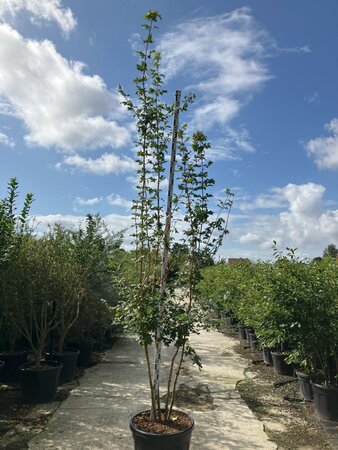 Acer campestre 250-300 cm cont. 90L meerstammig