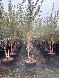 Acer campestre 250-300 cm cont. 90L meerstammig